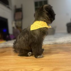 Grooming Tails - AFTER