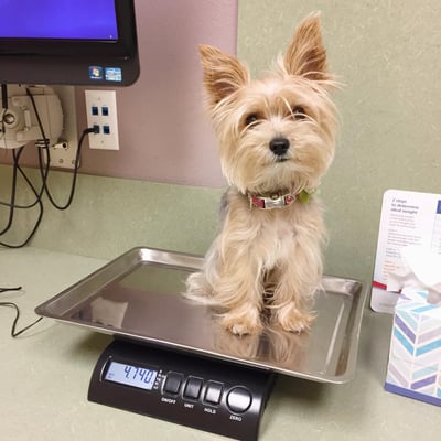 vca valley oak veterinary center