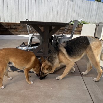 Animal Salon - No more fluff on their bums & tails! - Pet Groomers Near Me - San Diego, California Animal Salon - No more fluff on their bums & tails! - Pet Groomers Near Me - San Diego, California