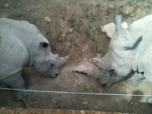 Cotswold Wildlife Park & Gardens by null