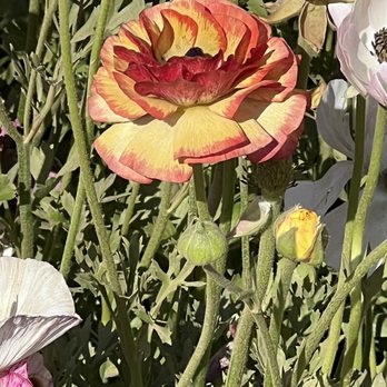 The Flower Fields - Venues & Event Spaces Near Me - Carlsbad, California The Flower Fields - Venues & Event Spaces Near Me - Carlsbad, California