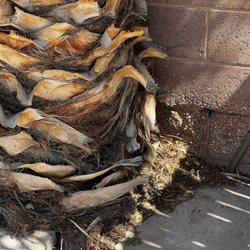 Metal Tree Service - The base of the palm tree