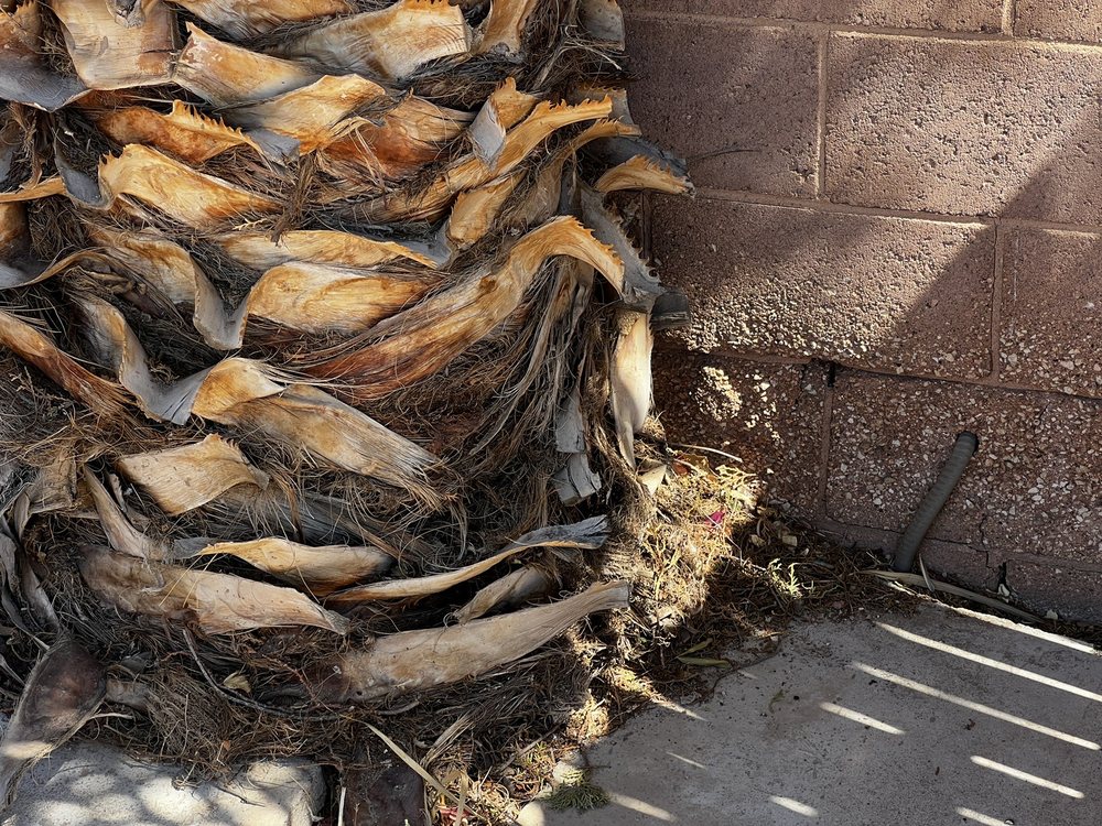 Metal Tree Service - tree service in Phoenix, AZ