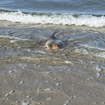 Fort Macon State Park - Stingray catching his breath after release - Parks Near Me - Atlantic Beach, North Carolina Fort Macon State Park - Stingray catching his breath after release - Parks Near Me - Atlantic Beach, North Carolina