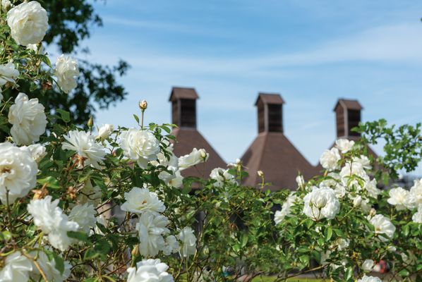Landmark Vineyards at Hop Kiln Estate by null