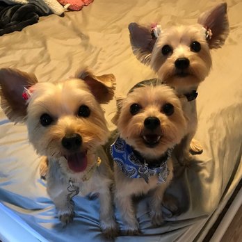 Doggy Box - Pet Groomers Near Me - Honolulu, Hawaii Doggy Box - Pet Groomers Near Me - Honolulu, Hawaii