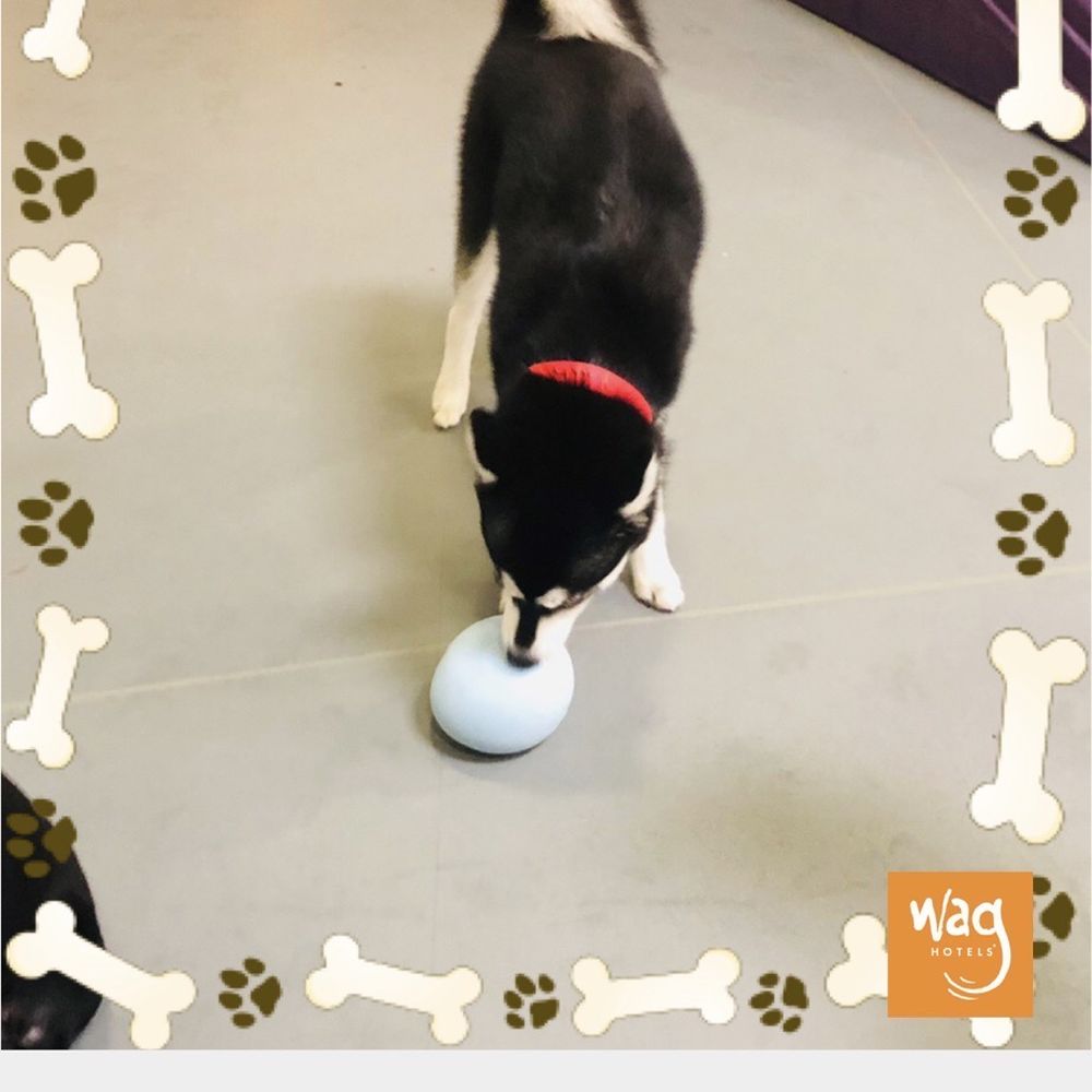 Wag Hotels - Carson - Tauntaun gets a report card on the days she boarded! - Pet Training Near Me - Carson, California Wag Hotels - Carson - Tauntaun gets a report card on the days she boarded! - Pet Training Near Me - Carson, California