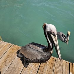 Robbie's of Islamorada - "I got no beef with you, buddy! I am just here to steal some fish!"