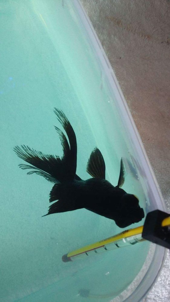 CLEARWATER AQUARIUMS Updated August 2024 251 Princes Hwy, Corrimal