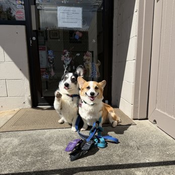 Island Veterinary Care - Veterinarians Near Me - Honolulu, Hawaii Island Veterinary Care - Veterinarians Near Me - Honolulu, Hawaii