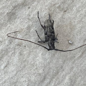 Peak Pest Control Reno - New weird bug in Nevada! - Pest Control Near Me - Sparks, Nevada Peak Pest Control Reno - New weird bug in Nevada! - Pest Control Near Me - Sparks, Nevada