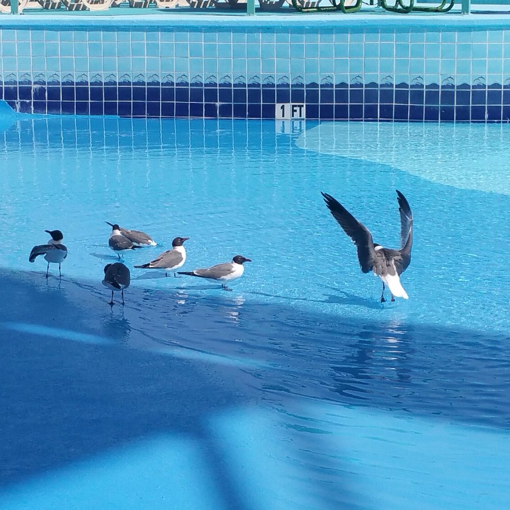 When the park closes the birds like the wave pool apparently. When the park closes the birds like the wave pool apparently.
