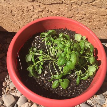 Plant House Nursery - Basil - Nurseries & Gardening Near Me - El Cajon, California Plant House Nursery - Basil - Nurseries & Gardening Near Me - El Cajon, California