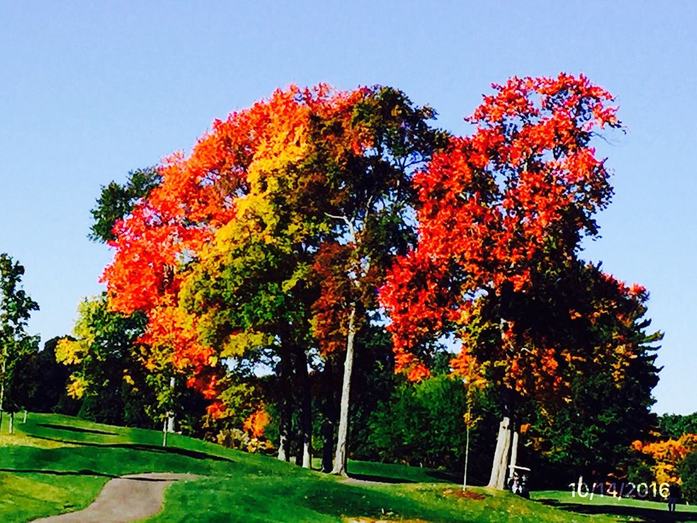 FRANCONIA GOLF COURSE Updated June 2024 619 Dwight Rd, Springfield