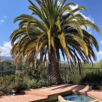 2 Brothers Landscaping - Queen Palm - Before - Landscaping Near Me 2 Brothers Landscaping - Queen Palm - Before - Landscaping Near Me