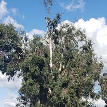 Bernabe Tree Service - Guy with a chainsaw at the top of tree. - Tree Services Near Me - Riverside, California
