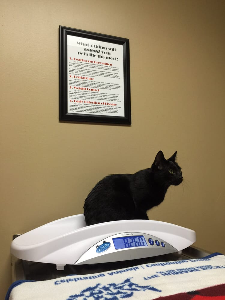 CRYSLER ANIMAL HOSPITAL Updated September 2024 19 Reviews 12440 E US Hwy 40, Independence