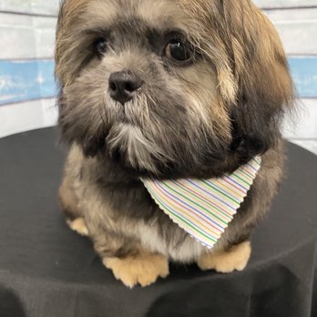 Fetch Haus - Pet Groomers Near Me - Red Deer, Alberta Fetch Haus - Pet Groomers Near Me - Red Deer, Alberta