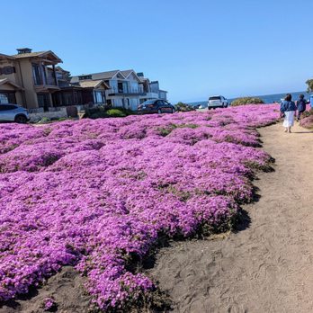 Perkins Park - Iceplant full bloom - Beaches Near Me - Pacific Grove, California Perkins Park - Iceplant full bloom - Beaches Near Me - Pacific Grove, California