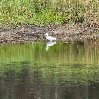 Myakka River State Park - Snowy egret - Parks Near Me - Sarasota, Florida Myakka River State Park - Snowy egret - Parks Near Me - Sarasota, Florida