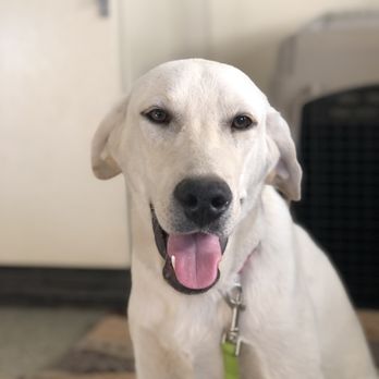 Siess Ranch - Here is Brinkley - Pet Breeders Near Me - Seneca, Kansas