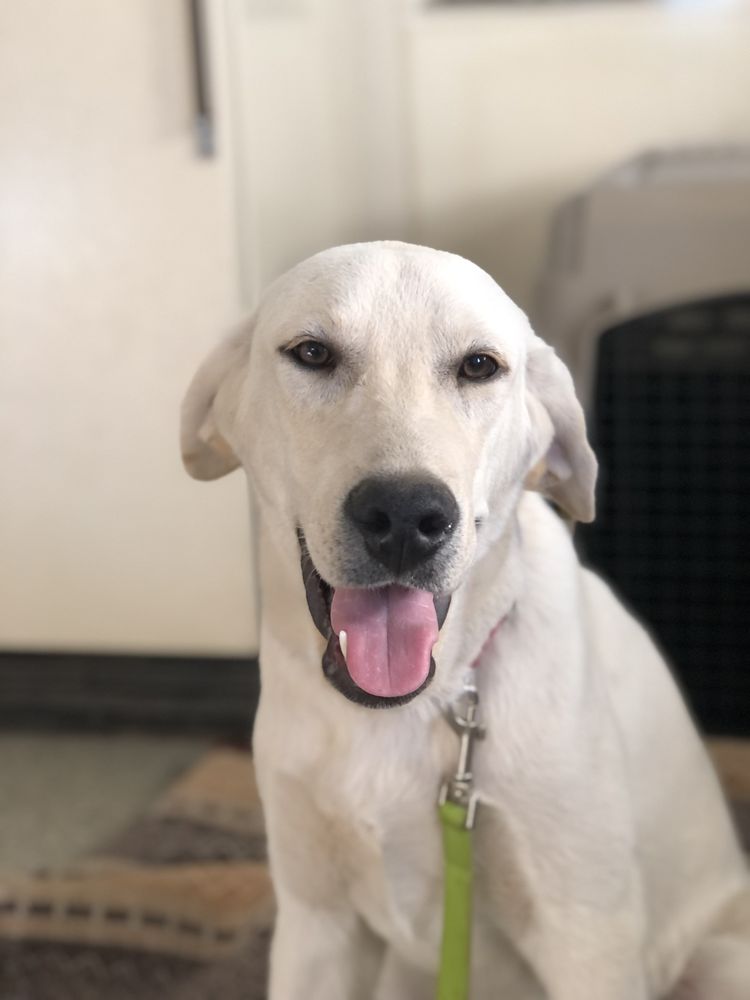 SIESS RANCH LOVABLE LABS AND LABRADOODLES 62 Photos 2406 State Hwy