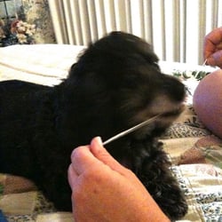 Greene & Wood Family Dentistry - Mickey Flossing