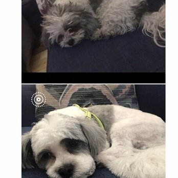 D-Tails Pet Spa - Before & After - Pet Groomers Near Me - Las Vegas, Nevada D-Tails Pet Spa - Before & After - Pet Groomers Near Me - Las Vegas, Nevada