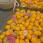 Photo of My Mango Sticky Rice
