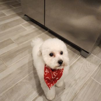 Jeepee's Spaw - Adriana S. is a beast when it comes to grooming.!!! - Pet Groomers Near Me - Orange Park, Florida Jeepee's Spaw - Adriana S. is a beast when it comes to grooming.!!! - Pet Groomers Near Me - Orange Park, Florida