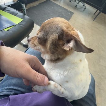 Just Paws Pet Salon - A very innocent chihuahua hurt by her owners financial constraints (cheapest nail groomer) - Pet Groomers Near Me - West St. Paul, Minnesota