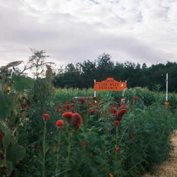 Queens Pumpkin Patch - Pumpkin Patches Near Me - Saratoga, California