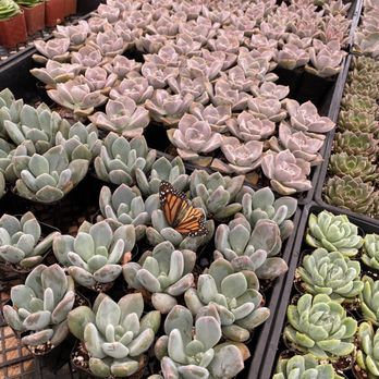 11:1 Succulent Nursery - Nurseries & Gardening Near Me - Whittier, California 11:1 Succulent Nursery - Nurseries & Gardening Near Me - Whittier, California