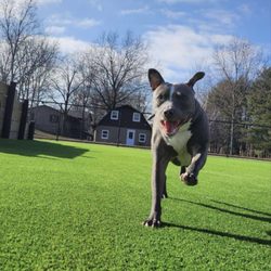Clear Creek Dog Resort