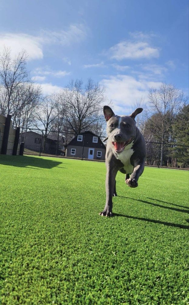 Clear Creek Dog Resort Image