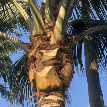 Total Lawn Care Solutions - Tree trimming. - Landscaping Near Me Total Lawn Care Solutions - Tree trimming. - Landscaping Near Me