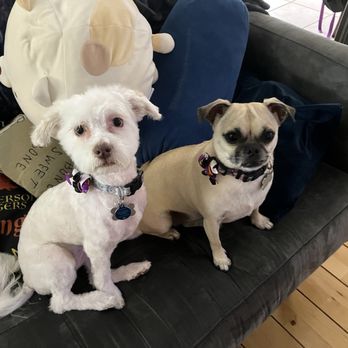 Doggy Land Grooming - Beautiful and ready to trick or treat - Pet Groomers Near Me - Downey, California Doggy Land Grooming - Beautiful and ready to trick or treat - Pet Groomers Near Me - Downey, California