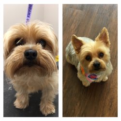 Yuppy Puppy Grooming & Boarding - Before / After Picture