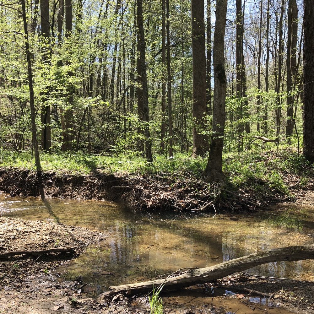 Morgan-Monroe State Forest - Three lakes trail - Hiking Near Me - Martinsville, Indiana
