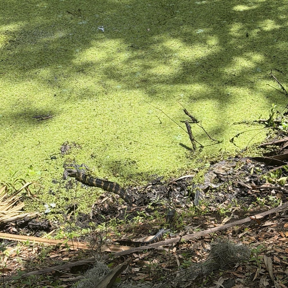 Black Bear Wilderness Area - Alligator - Hiking Near Me - Sanford, Florida