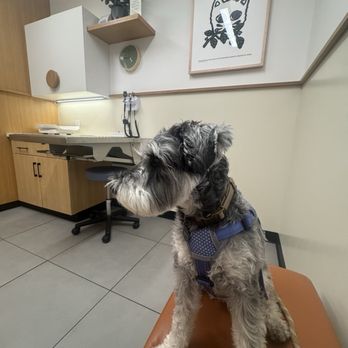 Modern Animal Glendale - Veterinarians Near Me - Glendale, California Modern Animal Glendale - Veterinarians Near Me - Glendale, California