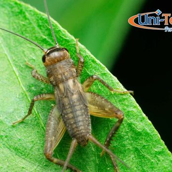 Uni-Tech Pest Control - Pest Control Near Me - Phoenix, Arizona