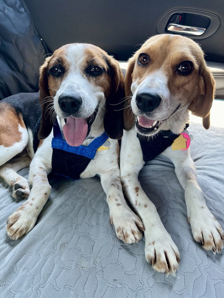 TRIANGLE BEAGLE RESCUE - Updated June 2026 - 13200 Strickland Rd ...