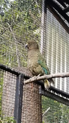 Kiwi Park Queenstown by null