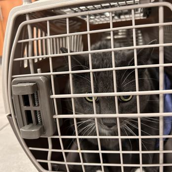 Veterinary Emergency Group - A safe space - Emergency Pet Hospital Near Me - Las Vegas, Nevada Veterinary Emergency Group - A safe space - Emergency Pet Hospital Near Me - Las Vegas, Nevada