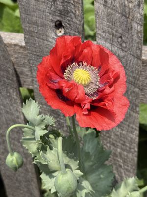 Bartram's Garden by null