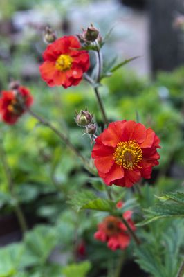 Blooming Junction Garden Center and Farm Market by null