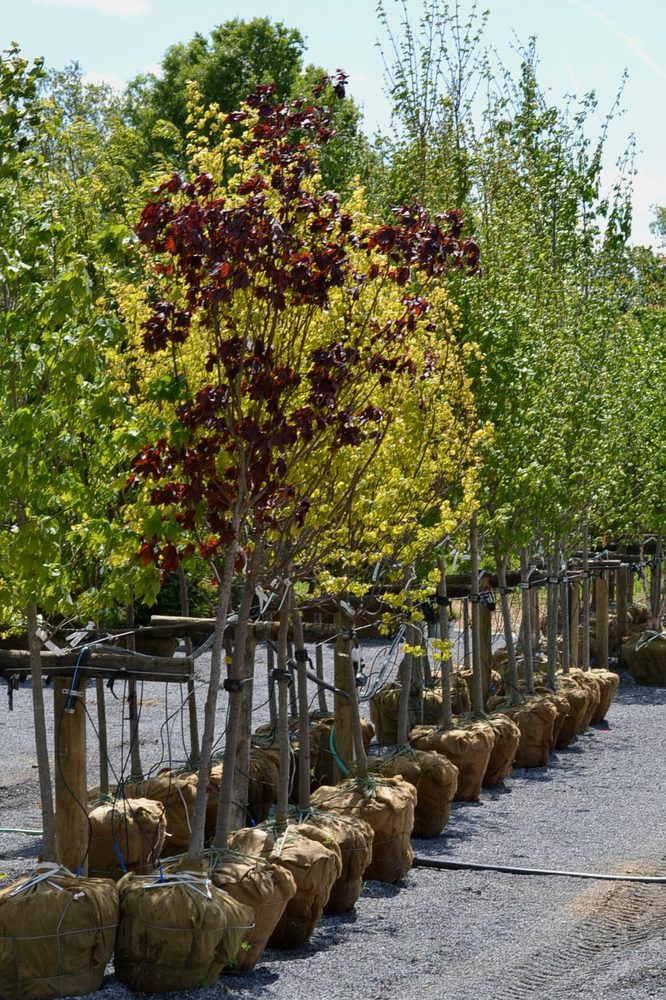 SUNSET ACRES NURSERY Updated August 2024 14 Photos 41 Cocalico