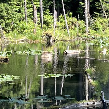 Watershed Preserve - Baby ducks everywhere! Jumping for bugs. - Parks Near Me - Redmond, Washington