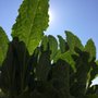 Photo of Milton Farmers Market